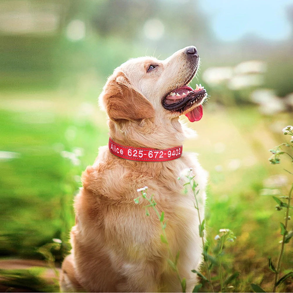 Embroidered Nylon Dog Collar Free Custom Dogs Collar Reflective Pet ID